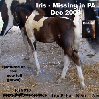 MISSING EQUINE Iris,Patia Near West Middlesex , PA, 16159
